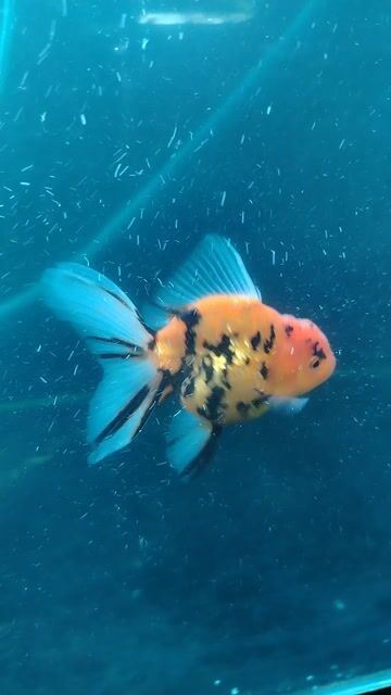 Cá cảnh Oranda Short Nhiều màu. Mua bán Thú cưng khác tại Huyện Phong Điền Cần Thơ được đăng bởi hiếu hình 1