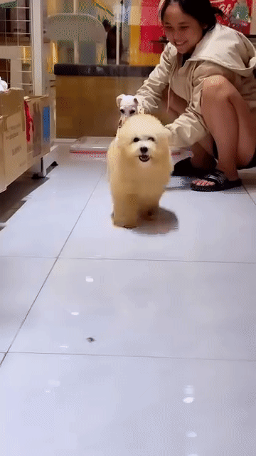 Chó Poodle Đực Vàng kem Đã chích ngừa. Mua bán Chó tại Quận Bình Tân Tp Hồ Chí Minh được đăng bởi Vinh  hình 1