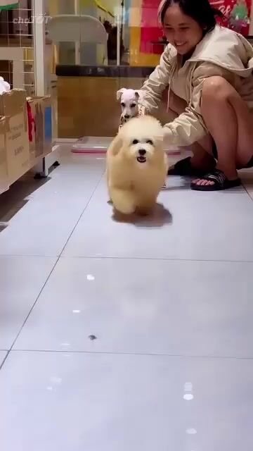 Chó Poodle Đực Vàng kem Đã chích ngừa. Mua bán Chó tại Quận Bình Tân Tp Hồ Chí Minh được đăng bởi Vinh  hình 1