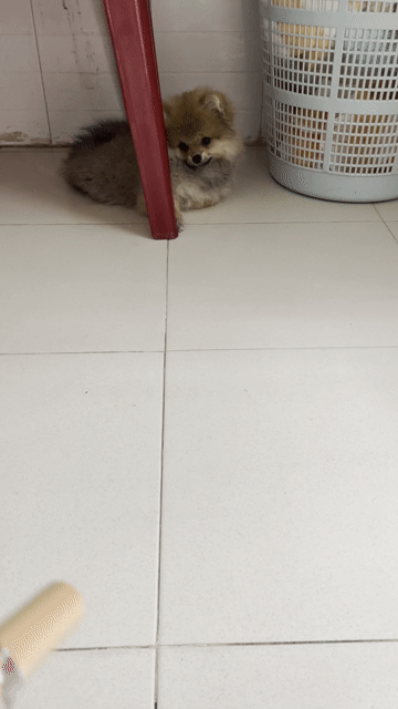 Chó Phốc Sóc lai Cái màu Trắng. Mua bán Chó tại Quận Thanh Khê Đà Nẵng được đăng bởi Linh hình 1