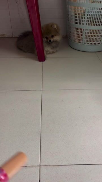 Chó Phốc Sóc lai Cái màu Trắng. Mua bán Chó tại Quận Thanh Khê Đà Nẵng được đăng bởi Linh hình 1