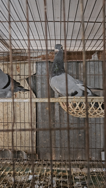 Chim bồ câu Xám 4 tháng. Mua bán Chim tại Quận Bình Tân Tp Hồ Chí Minh được đăng bởi Hung hình 1