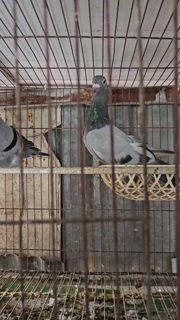 Chim bồ câu Xám 4 tháng. Mua bán Chim tại Quận Bình Tân Tp Hồ Chí Minh được đăng bởi Hung hình 1