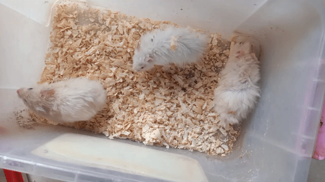 Hamster Bear xù (2 tặng 1). Mua bán Thú cưng khác tại Thị xã Tân Uyên Bình Dương được đăng bởi Ngọc Bằng hình 1