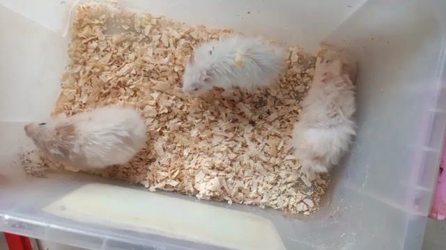 Hamster Bear xù (2 tặng 1). Mua bán Thú cưng khác tại Thị xã Tân Uyên Bình Dương được đăng bởi Ngọc Bằng hình 1