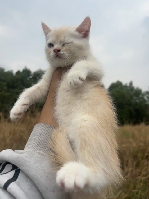 Mèo Anh Bình Dương. Mua bán Mèo tại Thành phố Thuận An Bình Dương được đăng bởi Tiệm Mèo Nhà Mon hình 1