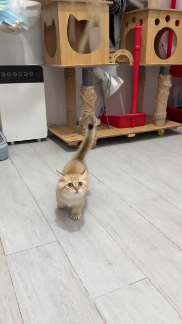 Mèo Munchkin Golden NY12 Đực. Mua bán Mèo tại Quận Ninh Kiều Cần Thơ được đăng bởi lucy hình 1