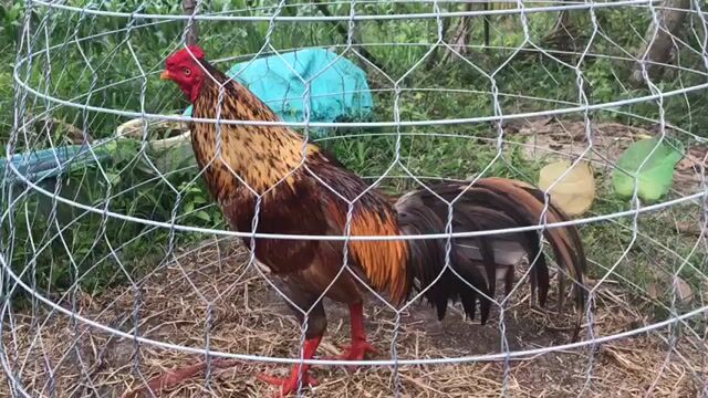 Gà chọi Xám khét 3.25kg. Mua bán Gà tại Huyện Phước Long Bạc Liêu được đăng bởi Út Gà  hình 1