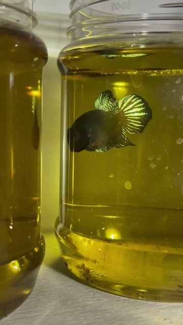 Cá Xiêm đá Xám đen. Mua bán Thú cưng khác tại Quận Gò Vấp Tp Hồ Chí Minh được đăng bởi CÁ XIÊM VIP  hình 1