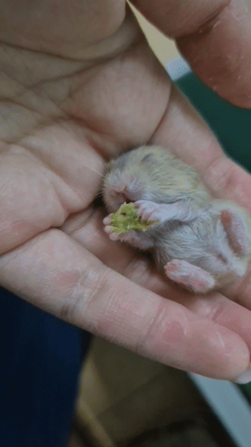 Hamster WW Đen 4 bé. Mua bán Thú cưng khác tại Quận Cầu Giấy Hà Nội được đăng bởi Thien Huong hình 1