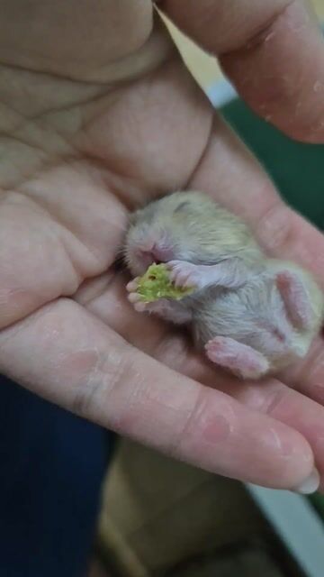 Hamster WW Đen 4 bé. Mua bán Thú cưng khác tại Quận Cầu Giấy Hà Nội được đăng bởi Thien Huong hình 1