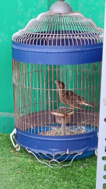 Chim Sơn ca Nâu Chuyền cám cứng . Mua bán Chim tại Quận 7 Tp Hồ Chí Minh được đăng bởi Nam hình 1