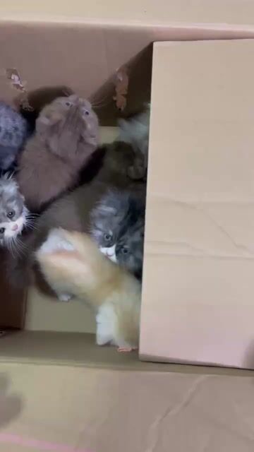 Mèo cảnh 2 tháng tuổi. Mua bán Mèo tại Huyện Quốc Oai Hà Nội được đăng bởi mạnh tú hình 1