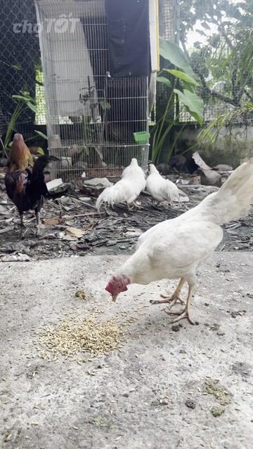 Gà Mái Trắng Cuban Làm Cảnh. Mua bán Gà tại Huyện Phước Long Bạc Liêu được đăng bởi Thái Bảo hình 1