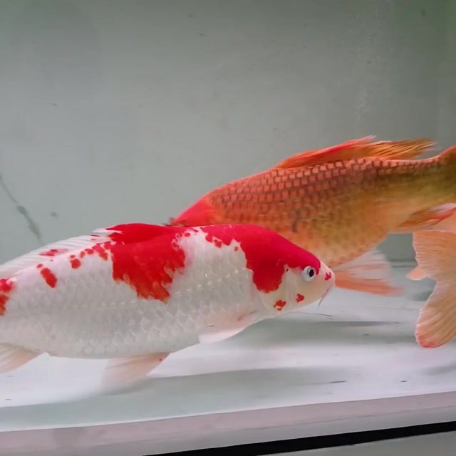 Cá Koi 50cm Đỏ Trắng Cam. Mua bán Thú cưng khác tại Huyện Phong Điền Cần Thơ được đăng bởi Phuc hình 1