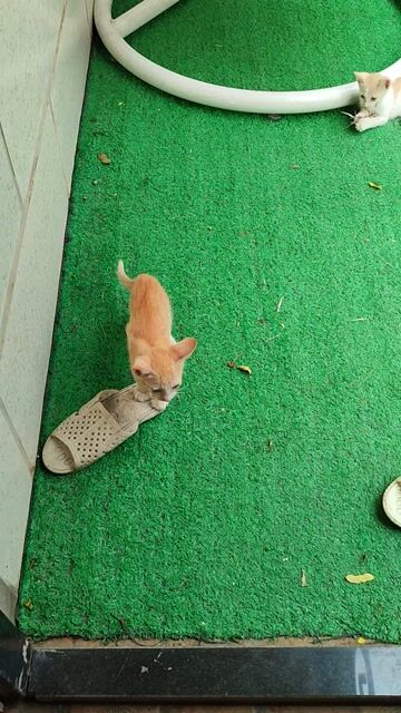 Mèo con Vàng trắng 1.5-2 tháng. Mua bán Mèo tại Quận Nam Từ Liêm Hà Nội được đăng bởi NGUYỄN GIA CHƯƠNG hình 1