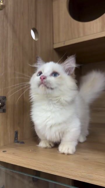 Mèo Ragdoll chân lùn cái. Mua bán Mèo tại Quận 8 Tp Hồ Chí Minh được đăng bởi Tuyền Đoàn hình 1