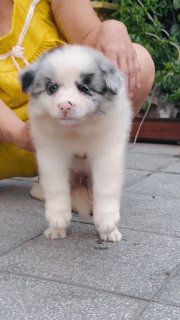 Chó Border Collie merler. Mua bán Chó tại Quận Long Biên Hà Nội được đăng bởi Pet home hình 1