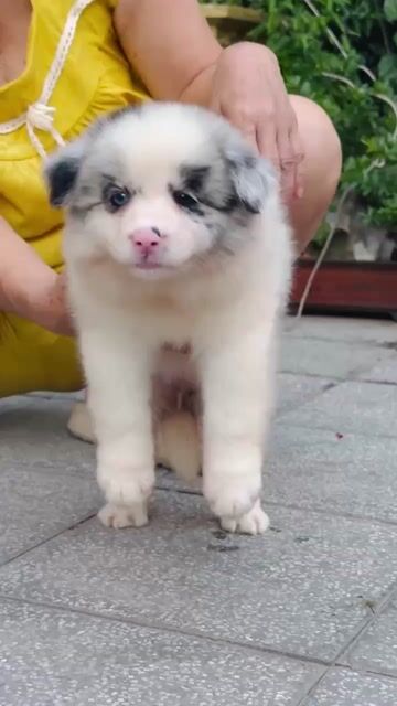 Chó Border Collie merler. Mua bán Chó tại Quận Long Biên Hà Nội được đăng bởi Pet home hình 1