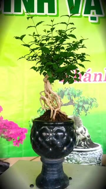 Hồng Ngọc Mai Bonsai
