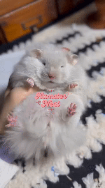 Hamster Mũi xám F0. Mua bán Thú cưng khác tại Thành phố Thủ Đức Tp Hồ Chí Minh được đăng bởi Hamster Nest hình 1