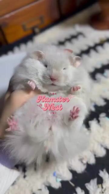 Hamster Mũi xám F0. Mua bán Thú cưng khác tại Thành phố Thủ Đức Tp Hồ Chí Minh được đăng bởi Hamster Nest hình 1