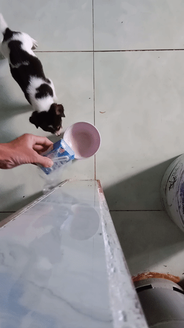 Chó lai đốm đẹp ăn khỏe hơn 1 tháng tuổi. Mua bán Chó tại Huyện Mỹ Tú Sóc Trăng được đăng bởi kho Tivi chính hãng giá rẻ  hình 1
