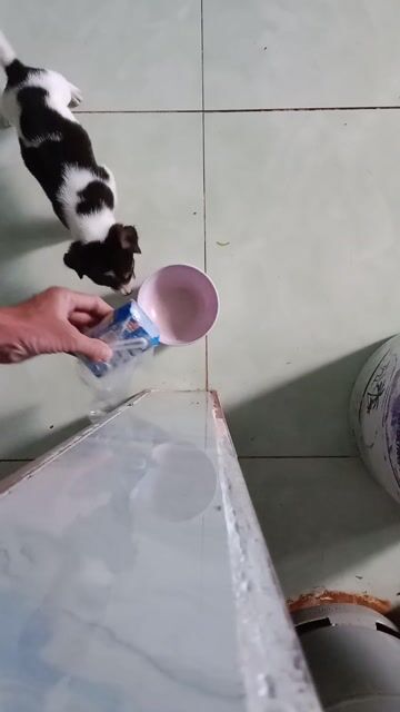 Chó lai đốm đẹp ăn khỏe hơn 1 tháng tuổi. Mua bán Chó tại Huyện Mỹ Tú Sóc Trăng được đăng bởi kho Tivi chính hãng giá rẻ  hình 1