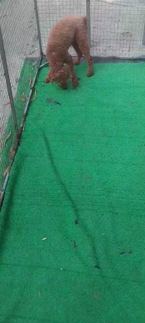 Chó Poodle đực. Mua bán Chó tại Huyện Bình Chánh Tp Hồ Chí Minh được đăng bởi Thắng hình 1