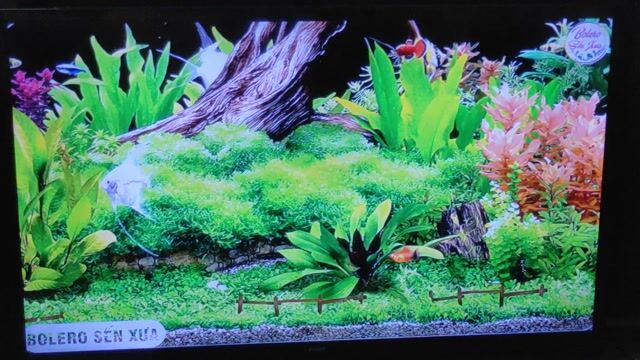 smart TV PHILIPS 32in wifi YouTube có dvb t2 . Mua bán Tivi, Âm thanh tại Huyện Bình Chánh Tp Hồ Chí Minh được đăng bởi pham quang vinh hình 1