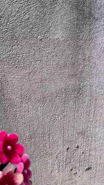 🎀Chậu cây bé cừu hoa cúc nhí siêu xinh. Mua bán Cây cảnh, đồ trang trí tại Thành phố Phan Thiết Bình Thuận được đăng bởi Nga Nguyễn hình 1