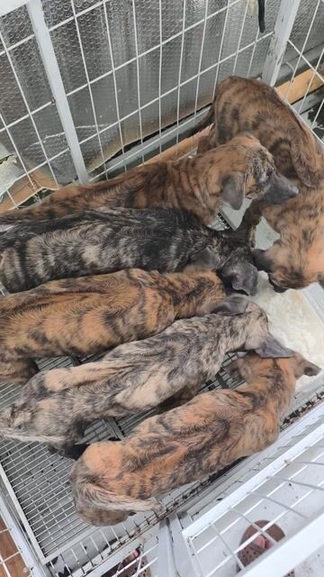 Chó phú quốc Vện Lửa dòng to. Mua bán Chó tại Quận 12 Tp Hồ Chí Minh được đăng bởi Penta Store hình 1