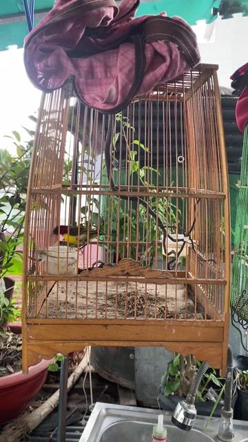 Chim hút mật Chim khỏe mạnh, đã ăn cám cứng.. Mua bán Chim tại Huyện Bình Chánh Tp Hồ Chí Minh được đăng bởi Bách hoá Bird hình 1