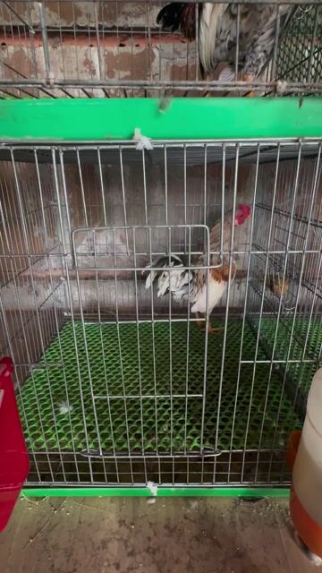 Gà Tre Bắc Xám bướm Trống. Mua bán Gà tại Huyện Vĩnh Cửu Đồng Nai được đăng bởi Biển Thiếu Muối hình 1