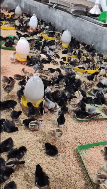Gà nòi Bến Tre con . Mua bán Gà tại Huyện Phước Long Bạc Liêu được đăng bởi Lê Cường hình 1