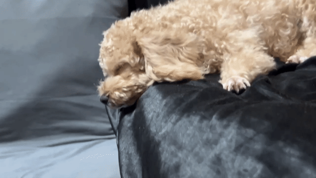 poodle đực 5 tháng tuổi. Mua bán Chó tại Quận Gò Vấp Tp Hồ Chí Minh được đăng bởi Quỳnh Như Nguyễn Ngọc hình 1