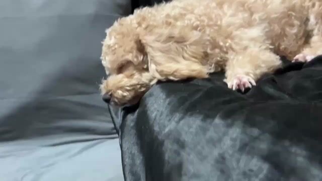 poodle đực 5 tháng tuổi. Mua bán Chó tại Quận Gò Vấp Tp Hồ Chí Minh được đăng bởi Quỳnh Như Nguyễn Ngọc hình 1