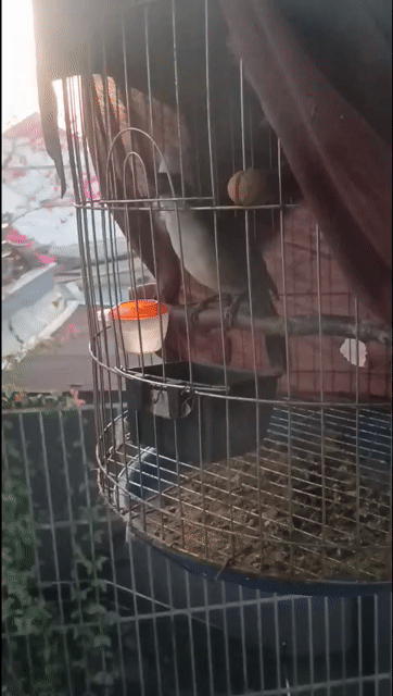 Chim Bồ chao nuôi avi . Mua bán Chim tại Thành phố Biên Hòa Đồng Nai được đăng bởi Thanh hình 1