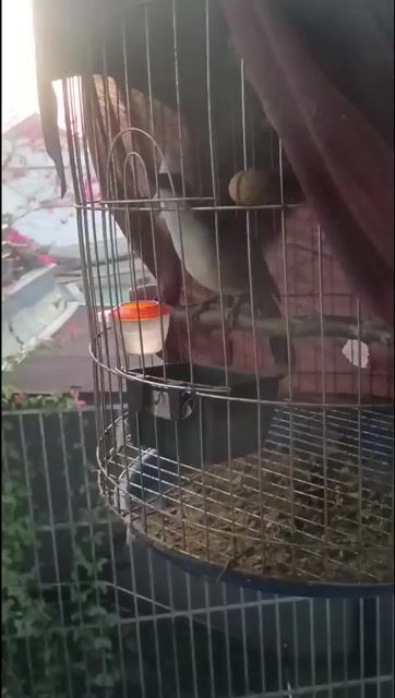 Chim Bồ chao nuôi avi . Mua bán Chim tại Thành phố Biên Hòa Đồng Nai được đăng bởi Thanh hình 1
