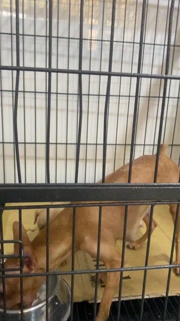 Chó con màu Nâu vàng. Mua bán Chó tại Quận Gò Vấp Tp Hồ Chí Minh được đăng bởi Nhuanh hình 1