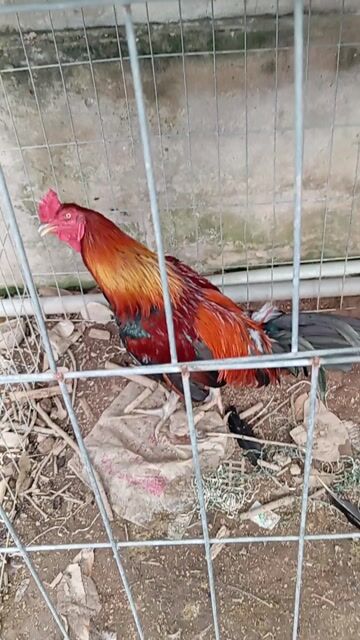 Gà trống giống nhỏ 3.5kg khỏe mạnh. Mua bán Gà tại Huyện Châu Thành Bến Tre được đăng bởi mình luan hình 1