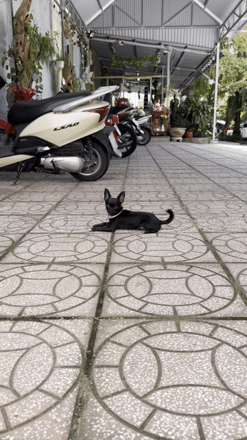 Chó Chihuahua Đực Đen 7 tháng. Mua bán Chó tại Thành phố Vĩnh Long Vĩnh Long được đăng bởi Lan Huy hình 1