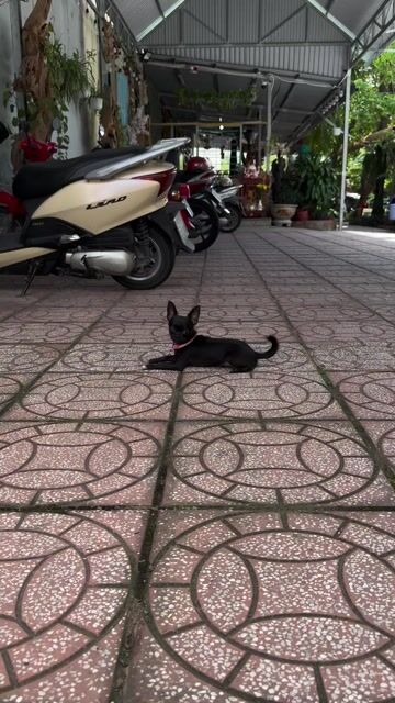 Chó Chihuahua Đực Đen 7 tháng. Mua bán Chó tại Thành phố Vĩnh Long Vĩnh Long được đăng bởi Lan Huy hình 1