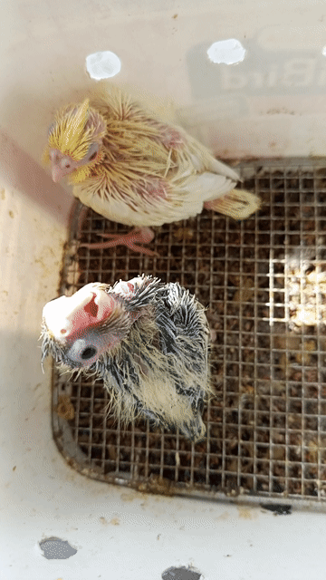 Chim Vẹt Cockatiel non. Mua bán Chim tại Quận 12 Tp Hồ Chí Minh được đăng bởi Quang Đinh hình 1