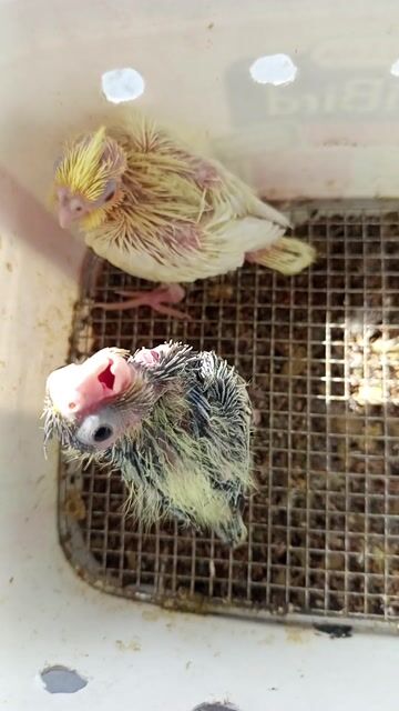 Chim Vẹt Cockatiel non. Mua bán Chim tại Quận 12 Tp Hồ Chí Minh được đăng bởi Quang Đinh hình 1