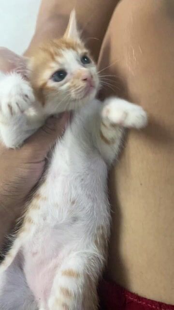 Mèo ALN cam lai "đực". Mua bán Mèo tại Quận Gò Vấp Tp Hồ Chí Minh được đăng bởi Ngọc hình 1