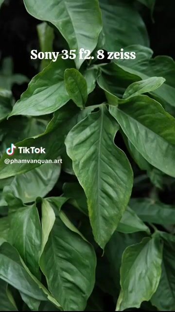 Ống kính Sony SEL35F28Z. Mua bán Máy ảnh, Máy quay tại Quận 4 Tp Hồ Chí Minh được đăng bởi Huỳnh Như hình 1