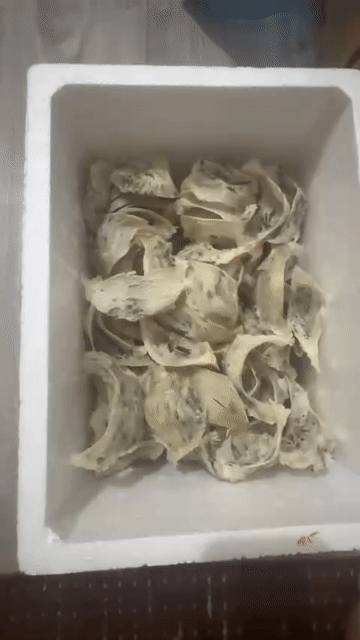 Tổ yến Vũng Tàu 1kg Yến già Tổ thô giá 11 triệu. Mua bán Đồ ăn, thực phẩm và các loại khác tại Quận 1 Tp Hồ Chí Minh được đăng bởi Phạm An Khánh hình 1