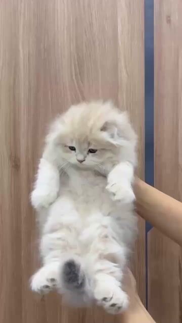 Mèo Ald cái 3 tháng tai cụp sát. Mua bán Mèo tại Quận 12 Tp Hồ Chí Minh được đăng bởi Nguyễn Thị Mỹ Linh  hình 1