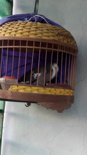 Chim cu gáy mơ. Mua bán Chim tại Huyện Đông Anh Hà Nội được đăng bởi A quyên hình 1
